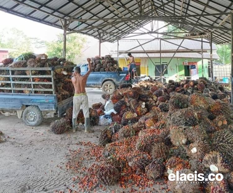 Babak Baru, Petani Banten Desak Penetapan Harga Sawit