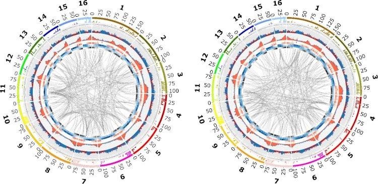 Sawit Kini Punya Peta Gen Lengkap untuk Lawan Krisis Iklim