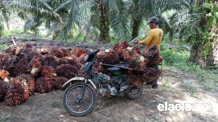 Harga Bagus, Aktifitas Produksi Sawit Aceh Belum Maksimal