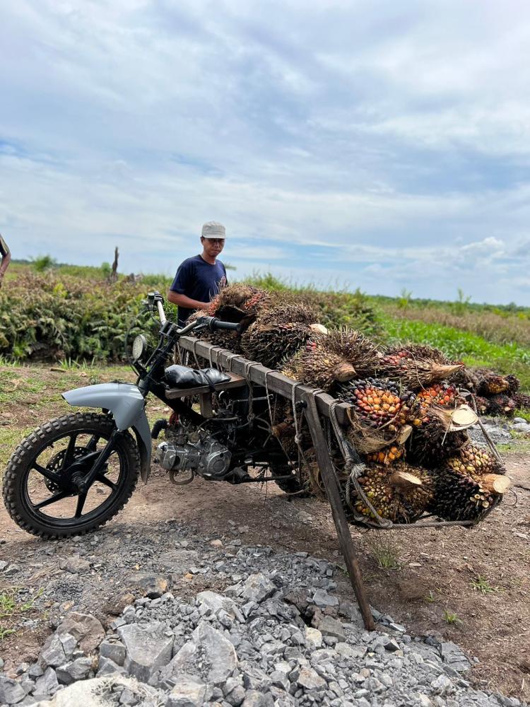 Petani Minta Rencana Minyak Makan Merah Jangan Hanya Isapan Jempol