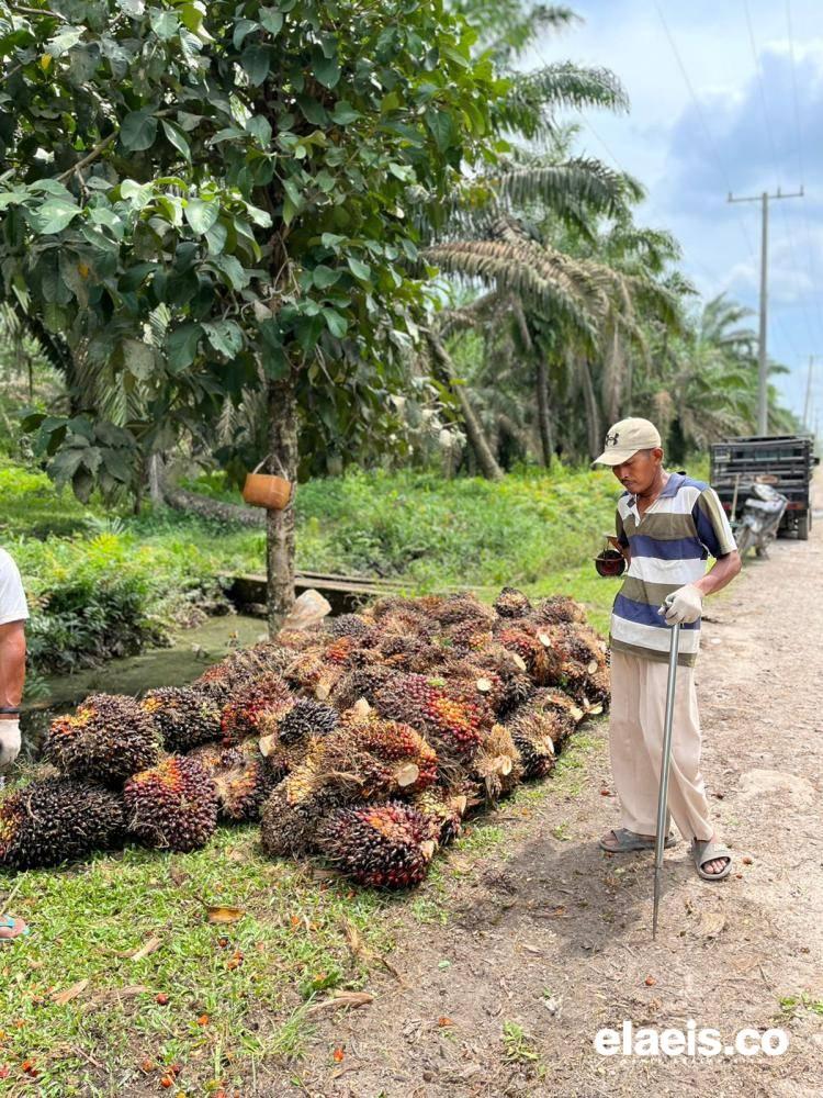 Kangkangi Sumbar, Harga Sawit Plasma Riau Tembus Rp3.743,34/Kg