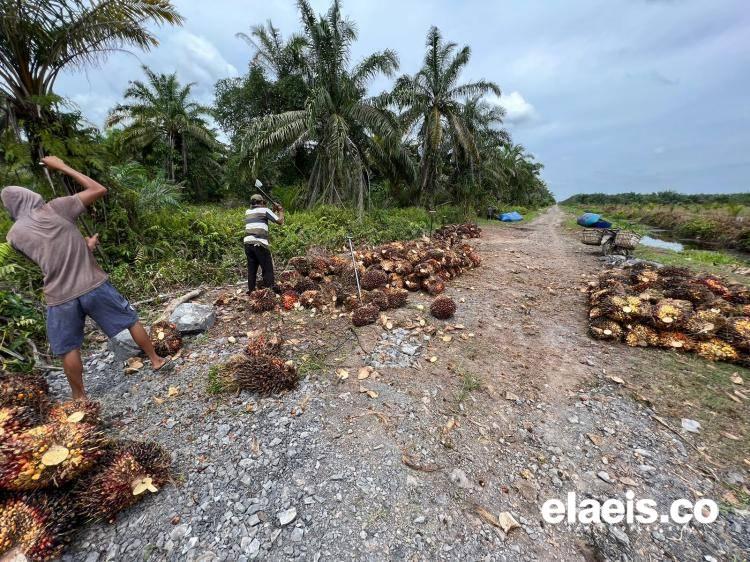 Gawat, Harga Sawit Plasma Sumut Anjlok Minggu Ini