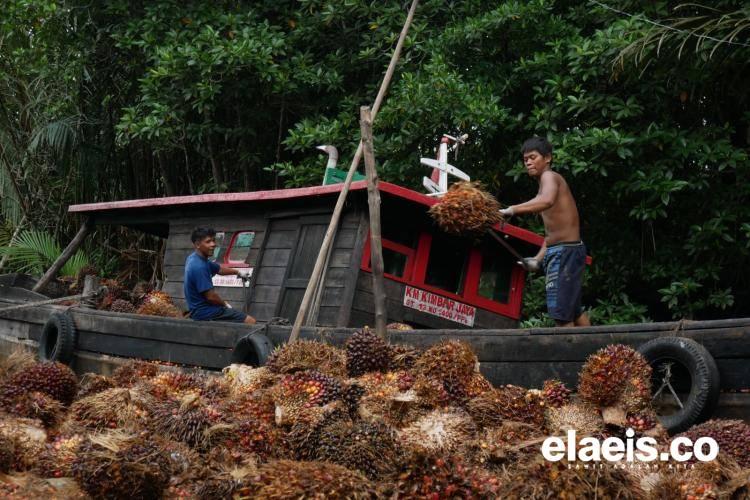 Pajak Air Permukaan Ancaman Bagi Harga Kelapa Sawit