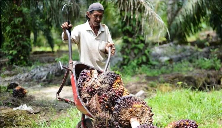 Lahan Sawit RI Paling Luas, Tapi Kenapa Produktivitas Masih Kalah dari Malaysia?
