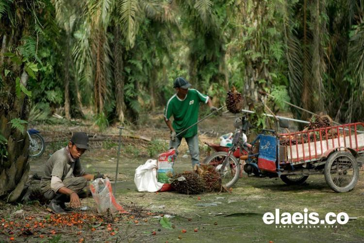 KSBI Riau Desak Perusahaan Sawit Realisasikan UMS Sesuai Regulasi