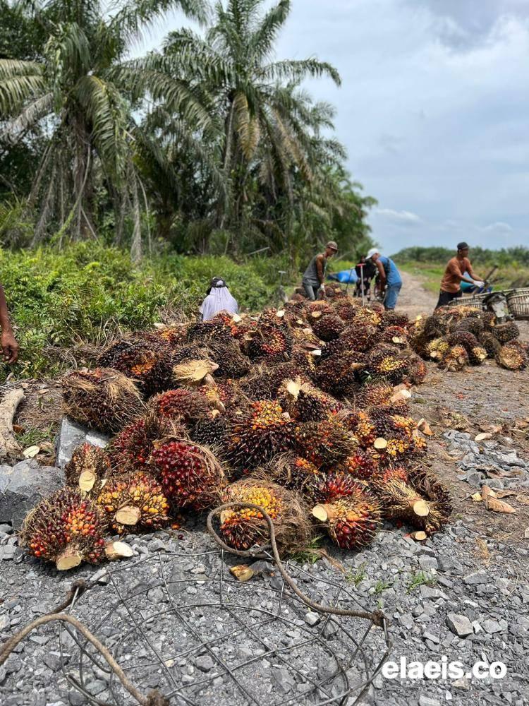 Harga Sawit Akan Lebih Maksimal Jika Seluruh PKS Berkontribusi dalam Penetapan Harga