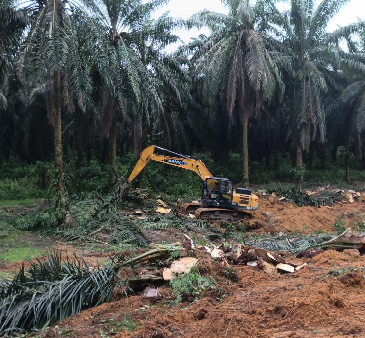 Sepanjang 2026, Pemprov Sumsel Targetkan PSR Hingga 3.600 Hektar