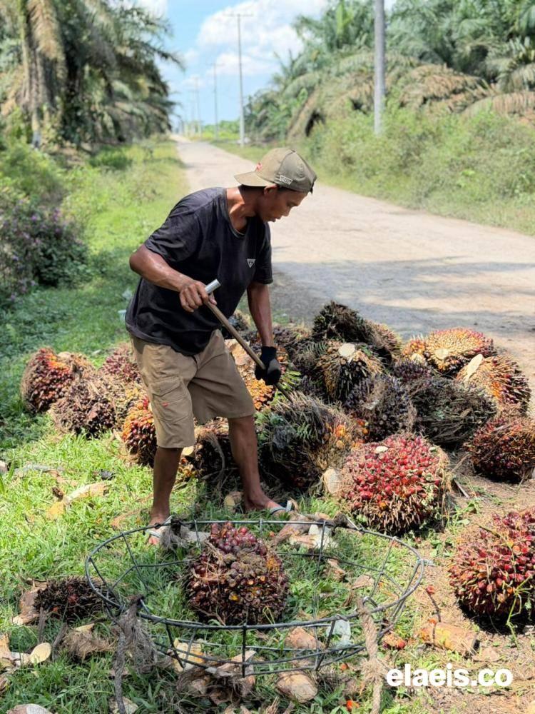 Harga Sawit Mitra Swadaya Riau Juga Turun, Besarannya sampai Rp144,82/kg