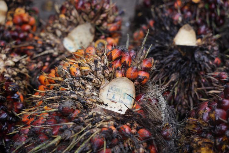 Harga Sawit Plasma Sumut Merangkak Naik