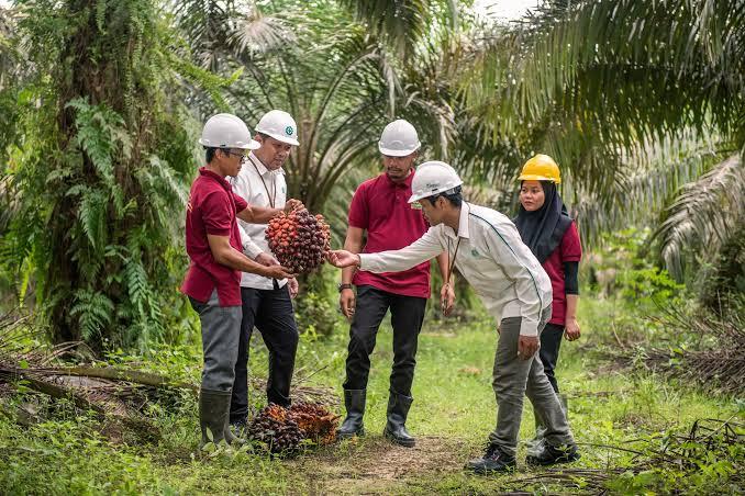 Bukan Sekadar Mandor! Program GAMA Sawit Ubah Asisten Jadi Manajer Lapangan Hebat