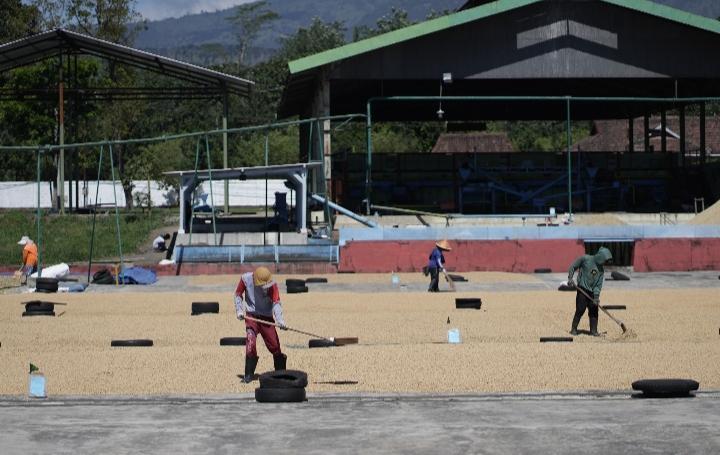 Tunda Panen Demi Mutu, Bisnis Kopi PTPN IV Tetap Raup Laba pada Awal 2026