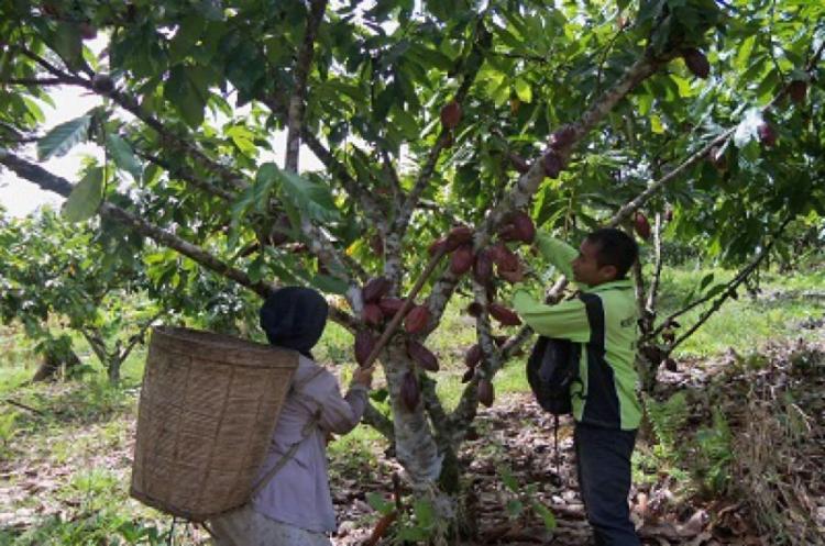 Kualitas Kelas Dunia, Kakao Berau Diburu Prancis, Belanda, Hingga Swiss