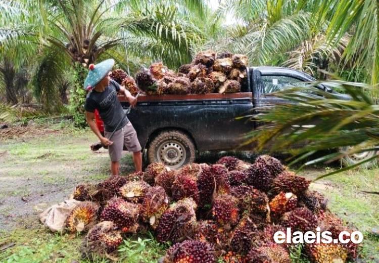 Belum Mau Turun, Harga Sawit Plasma Riau Masih Terus Moncer Pekan Ini