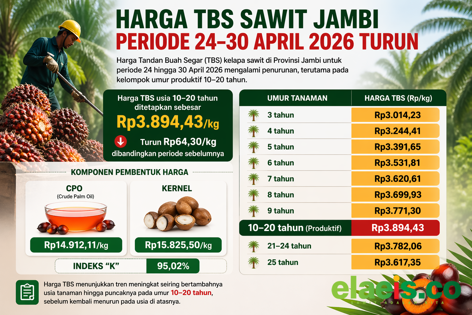 Harga TBS Sawit Jambi Periode 24-30 April Turun, Usia Produktif 10–20 Tahun Kini Rp3.894/Kg