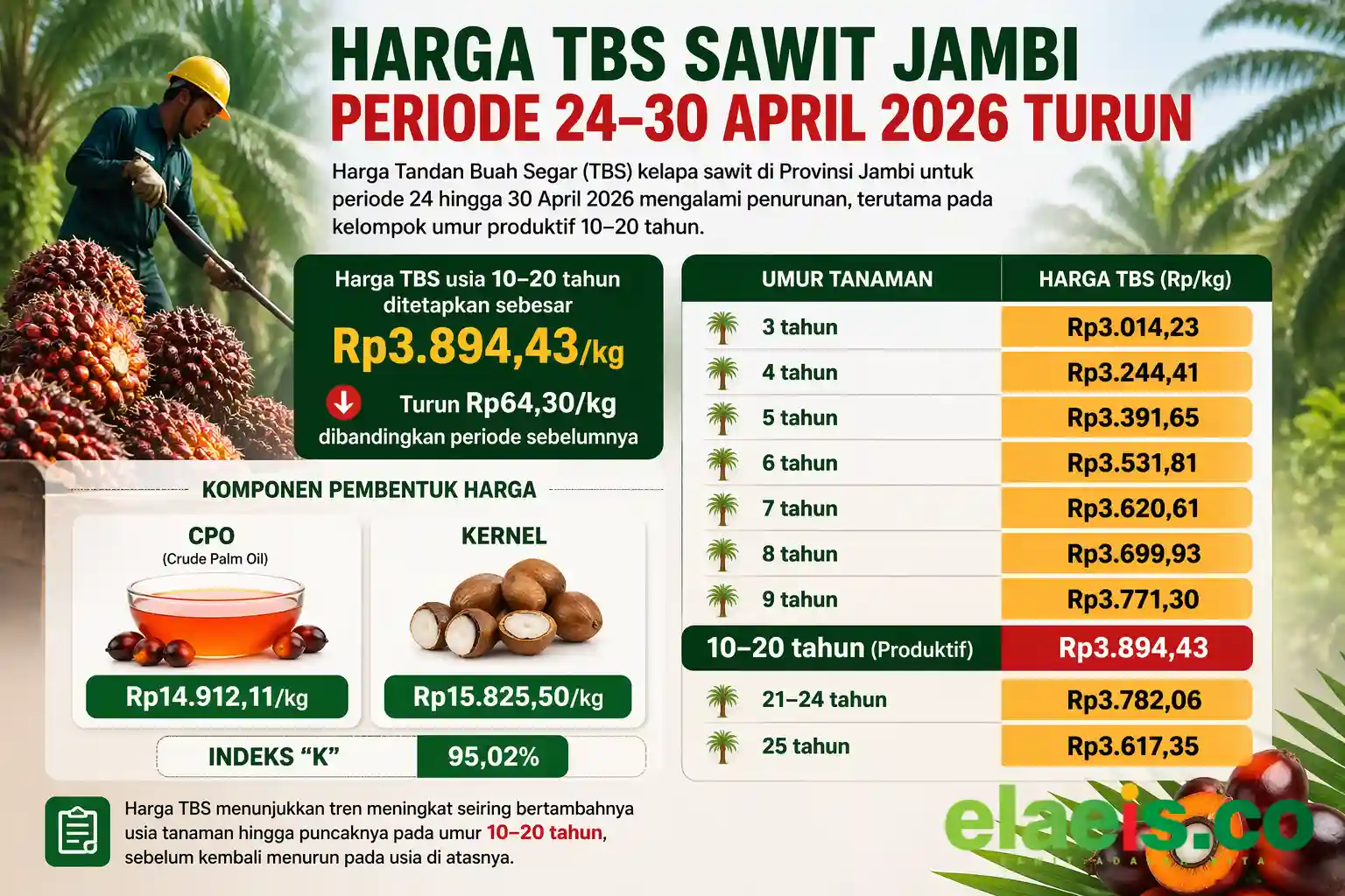 Harga TBS Sawit Jambi Periode 24-30 April Turun, Usia Produktif 10–20 Tahun Kini Rp3.894/Kg