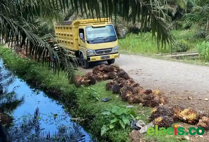 Turun, Begini Kondisi Harga Kelapa Sawit Mitra Plasma Riau