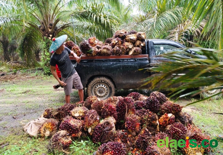 Jadi Tulang Punggung Ekonomi, Harusnya Hilirisasi Sawit Terbangun di Daerah