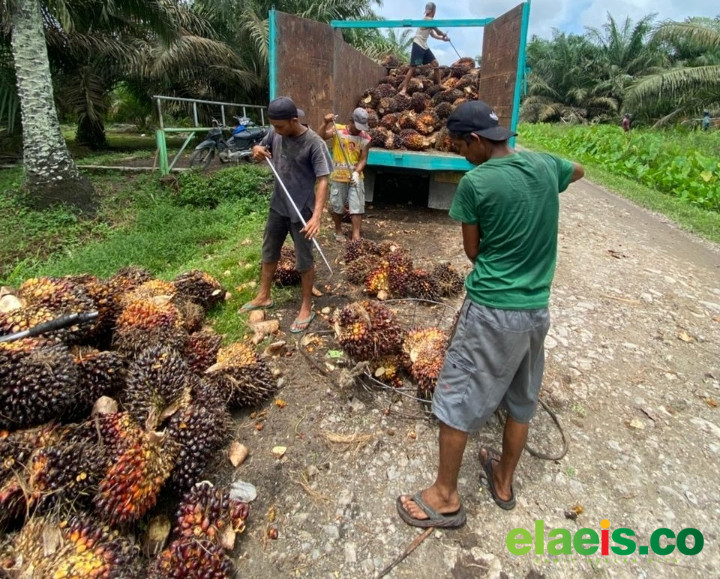 Petani Sawit Pessel Menjerit, Harga TBS Hanya Rp3.000/kg