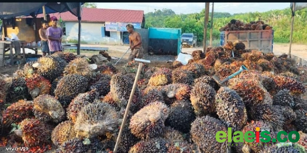 Petani Aceh Tenggara Berharap Ada Kemitraan Dengan Perusahaan Sawit