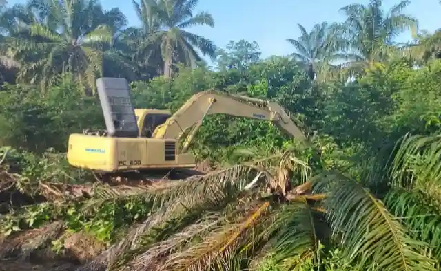 Produktivitas Sawit di Bengkalis Masih Rendah, PSR Solusinya!