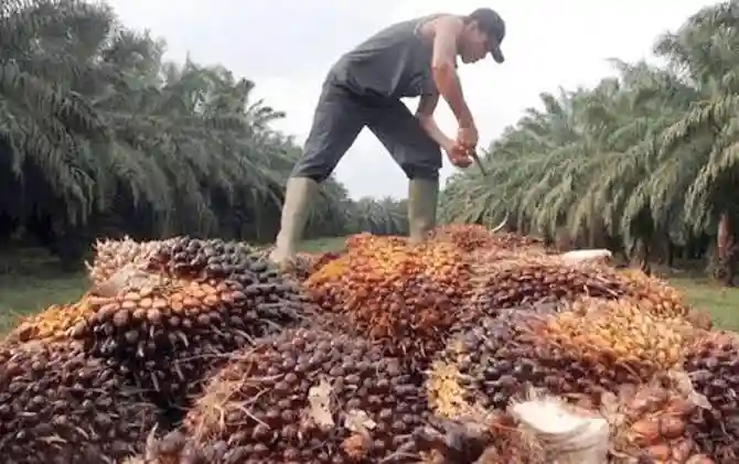 Harga Sawit Sumbar Tembus Rp4.003/kg, Ini Daftar Lengkap 5 Provinsi