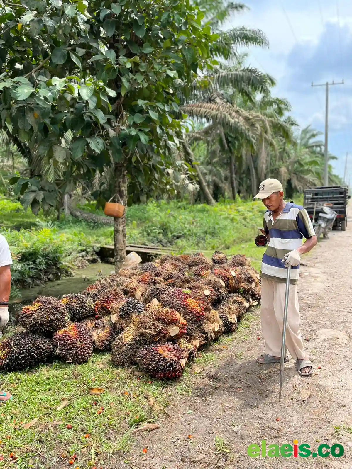 Bergerak Positif, Harga Sawit Mitra Plasma Riau Rp3.900,46/kg