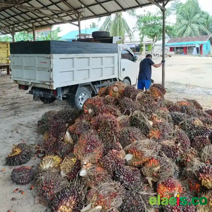Pakpak Barat Paling Rendah, Begini Kondisi Harga Sawit Swadaya Se-Sumut