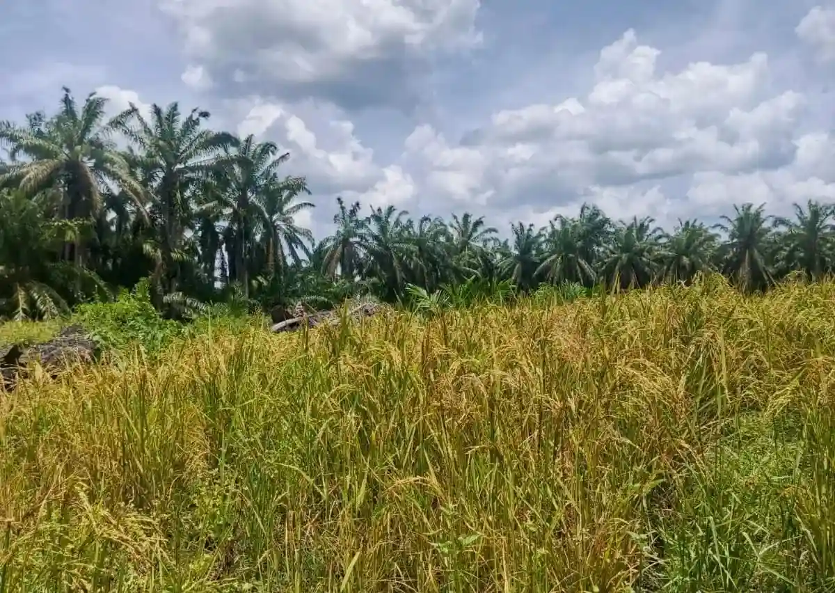 PASPI Bongkar Fakta, Ekspansi Sawit Tak Ganggu Produksi Padi