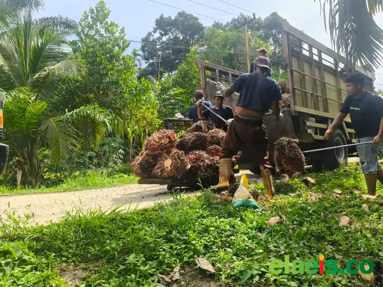 Produksi Sawit Nasional Terancam Stagnan Jika Peremajaan Lambat
