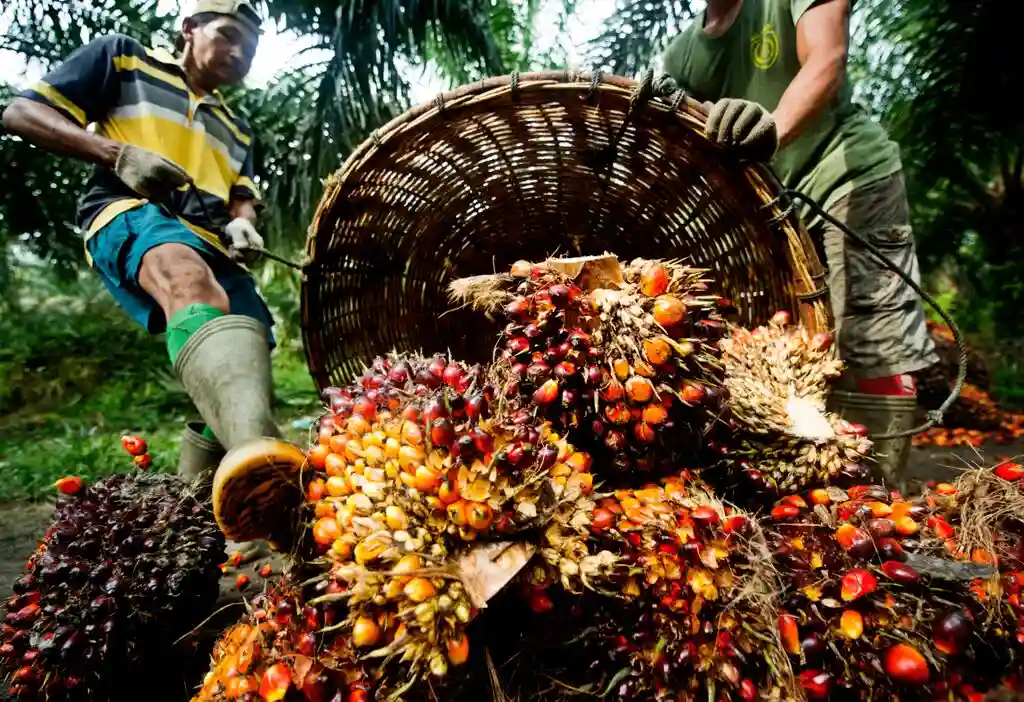 Harga Sawit Turun Drastis, Bupati Siak 'Cium Aroma' Permainan Korporasi