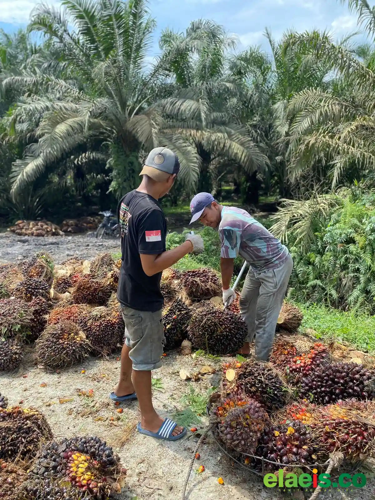 Gawat, Harga Sawit Plasma Sumut Anjlok Sampai Rp649,80/kg