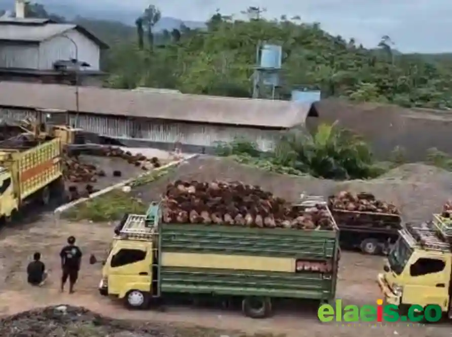 Harga Sawit Swadaya Sumut Terpantau Mulai Anjlok Minggu ini
