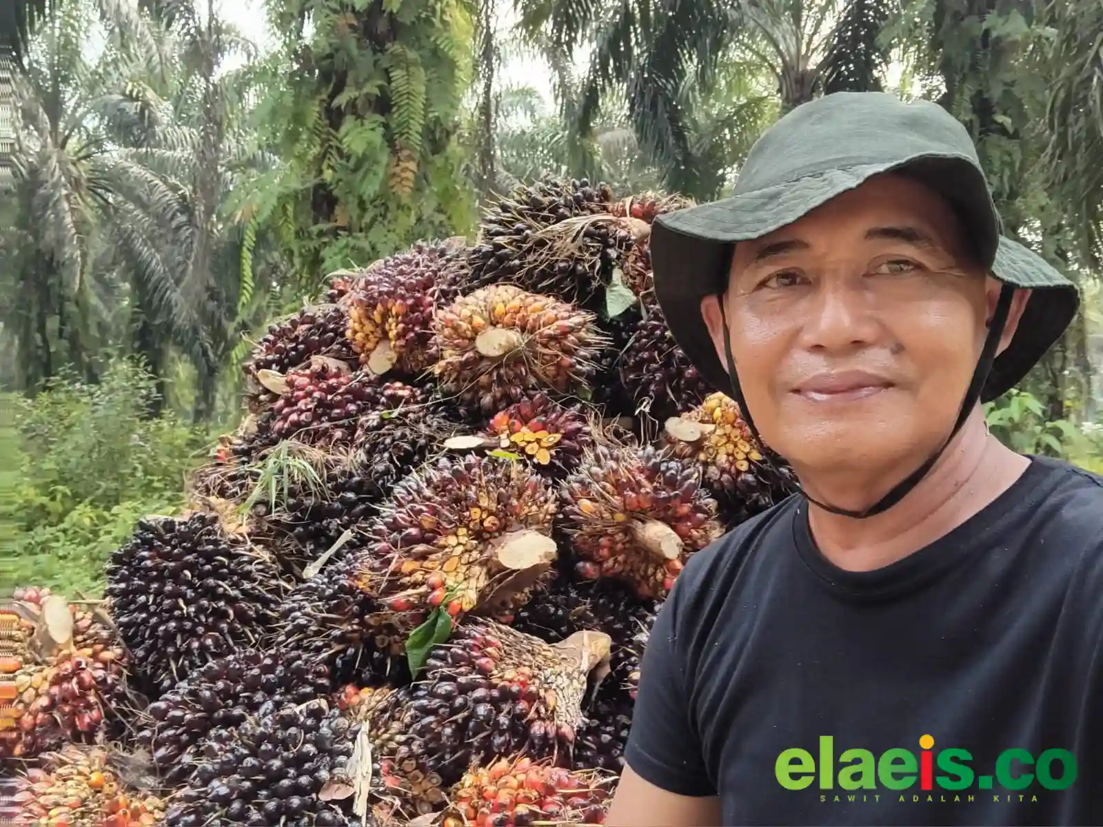 Harga Mulai Naik, Petani Kembali Bergairah