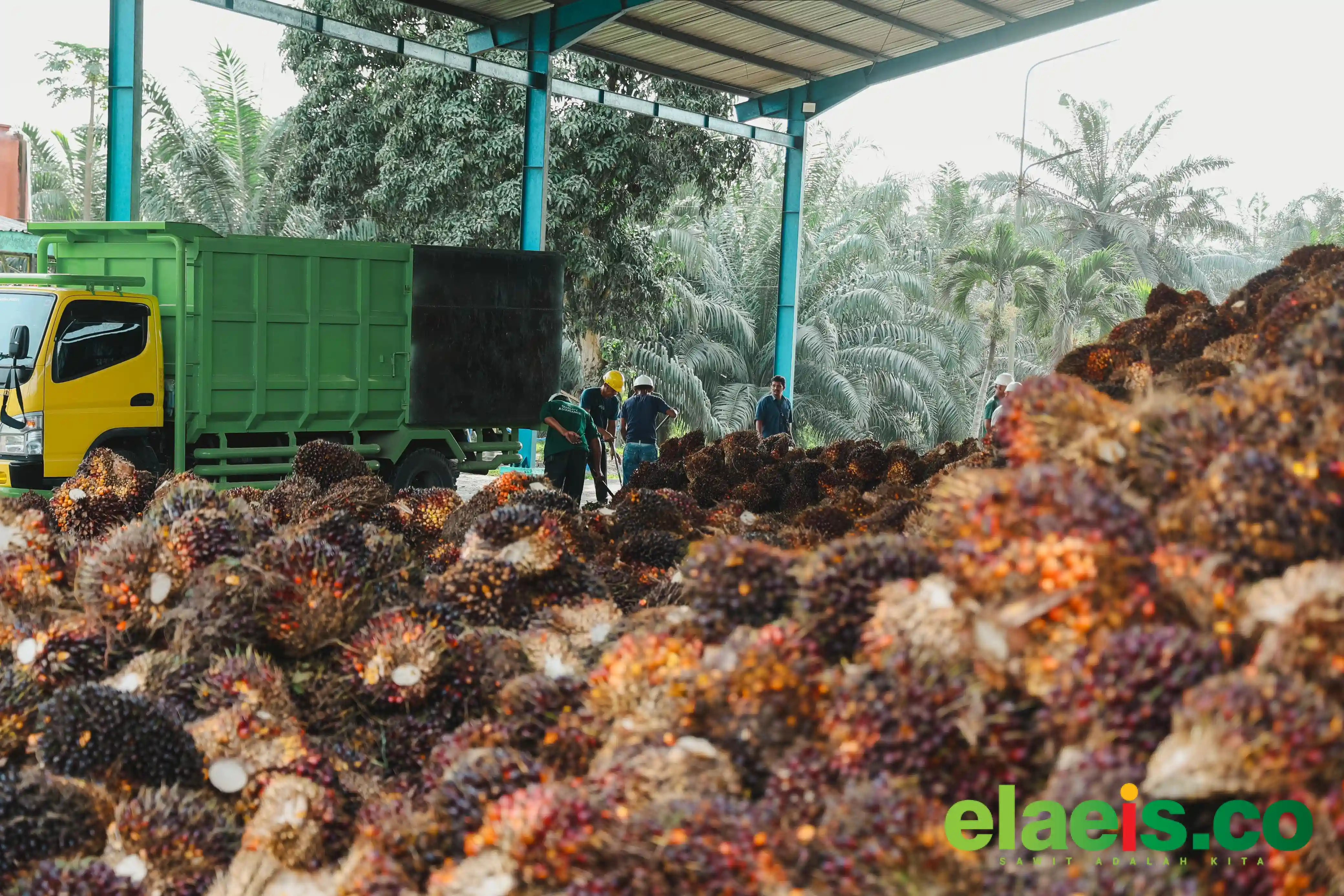 Harga Sawit Plasma Riau Turun Sebesar Rp100,02/kg, Segini Harganya