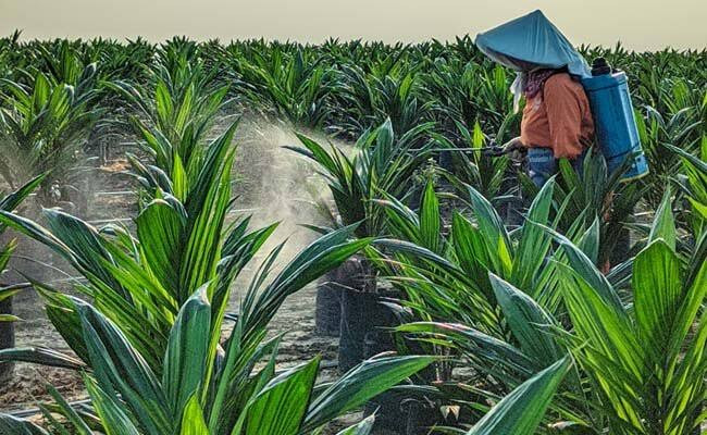 Dolar Meroket dan Harga Minyak Melambung, Industri Benih-Pestisida Masuk Mode Survival