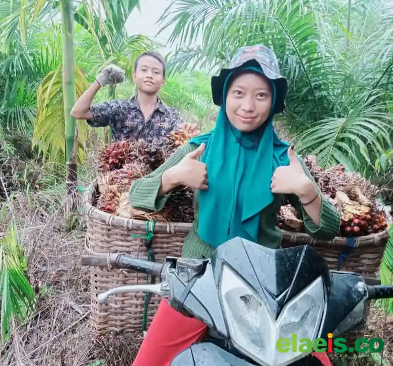 CPO Membaik, Harga Sawit Mitra Swadaya Riau Naik Rp403,01/Kg