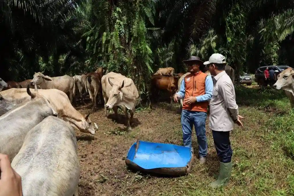 Miris! Indonesia Masih Defisit Daging, Ribuan Sapi dari Perkebunan Sawit Jadi Harapan Terakhir