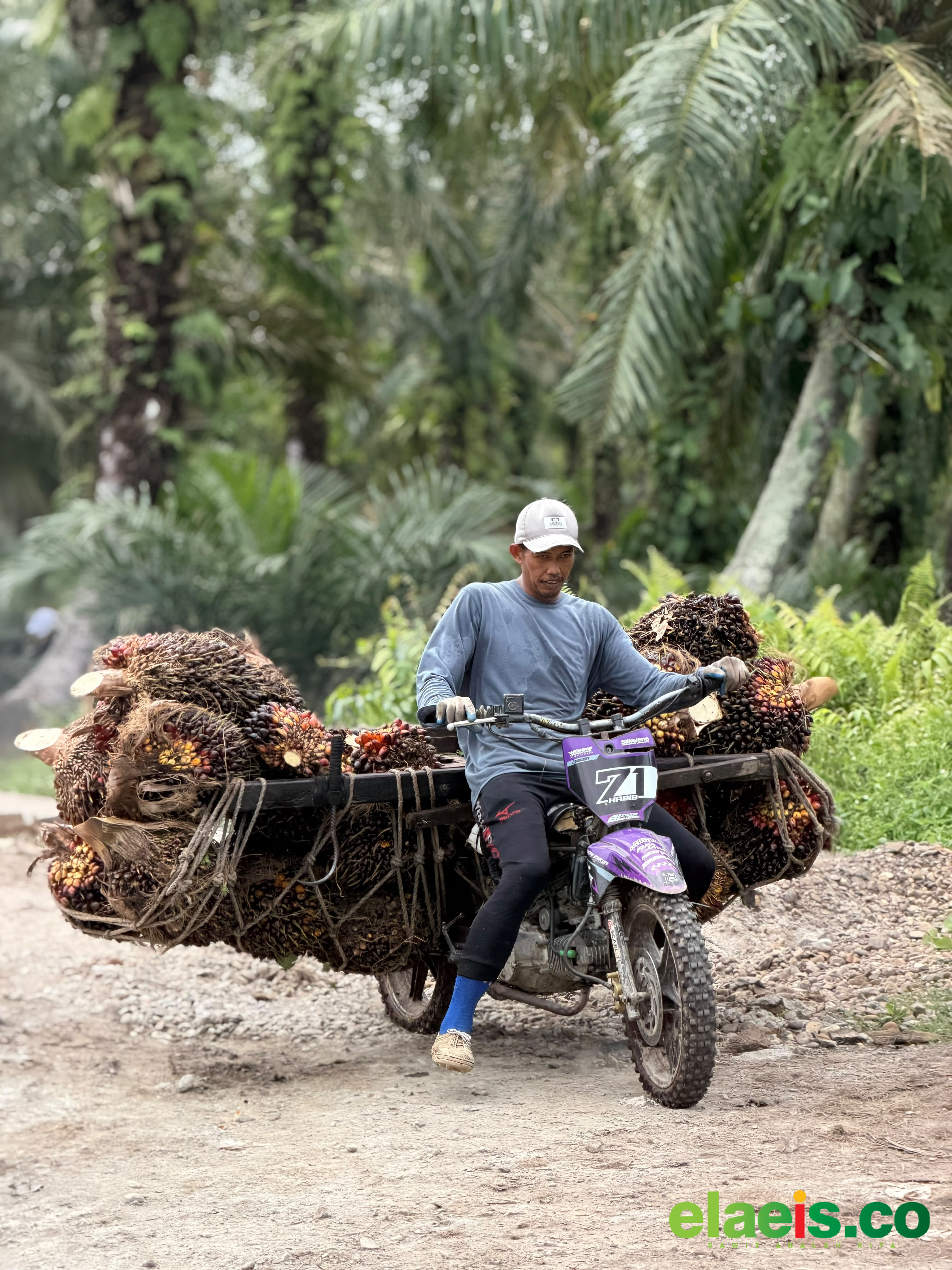 Sawit Swadaya Sumut Rata - Rata Dibeli Rp2.450 - Rp3.150/kg