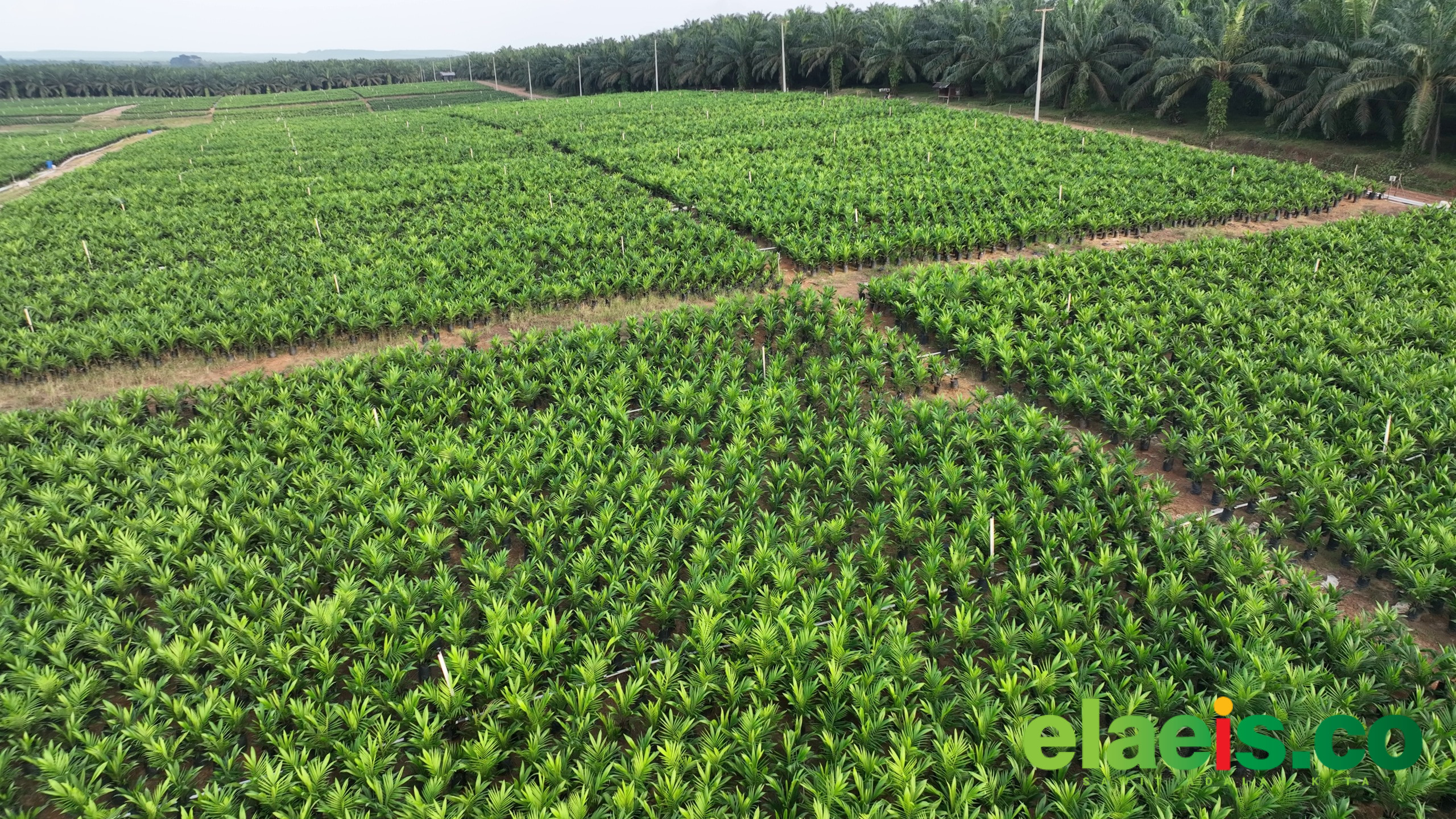 PTPN IV PalmCo Akselerasi Peremajaan Sawit Petani di Riau Perkuat Implementasi Program B50