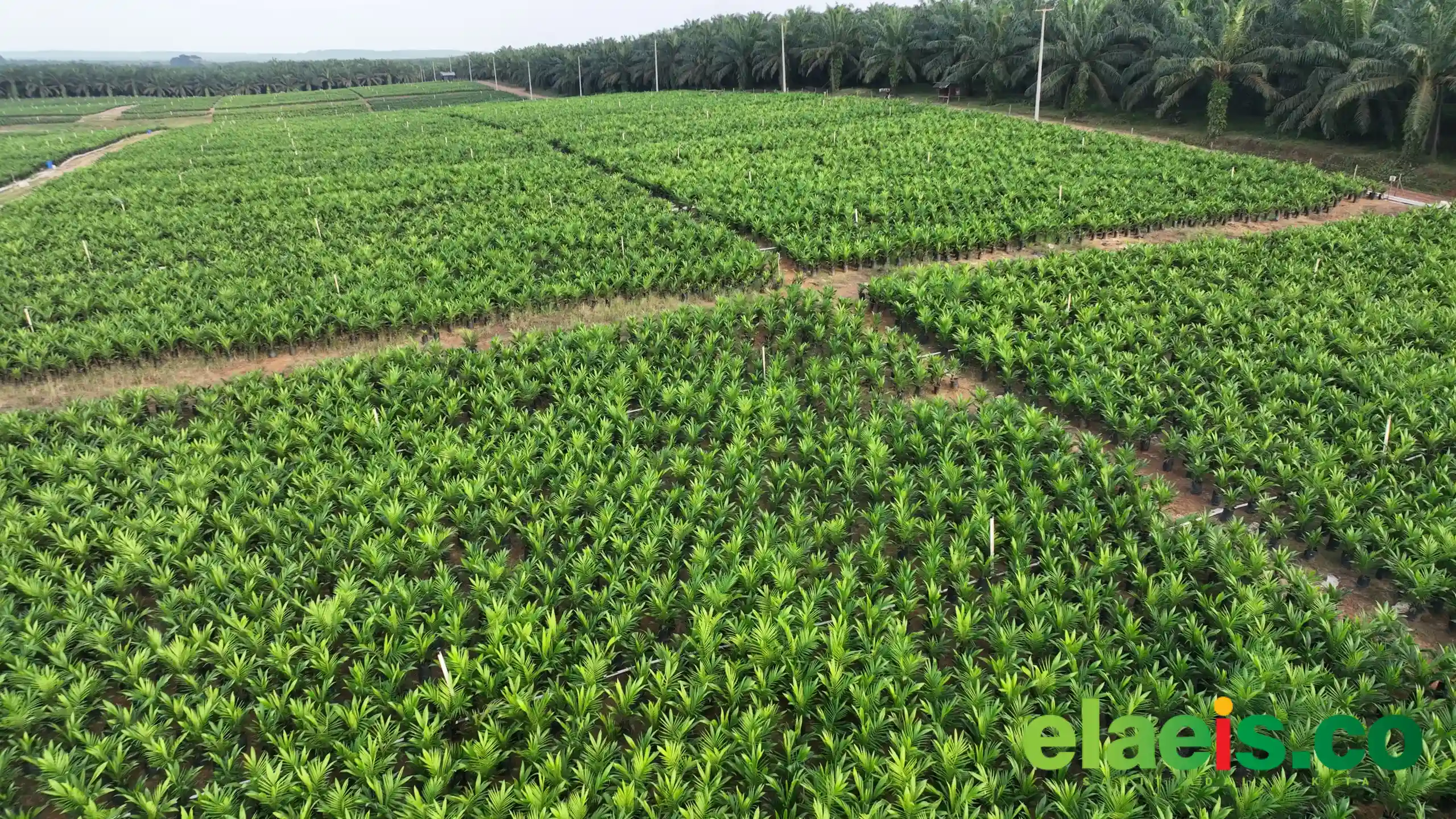 PTPN IV PalmCo Akselerasi Peremajaan Sawit Petani di Riau Perkuat Implementasi Program B50