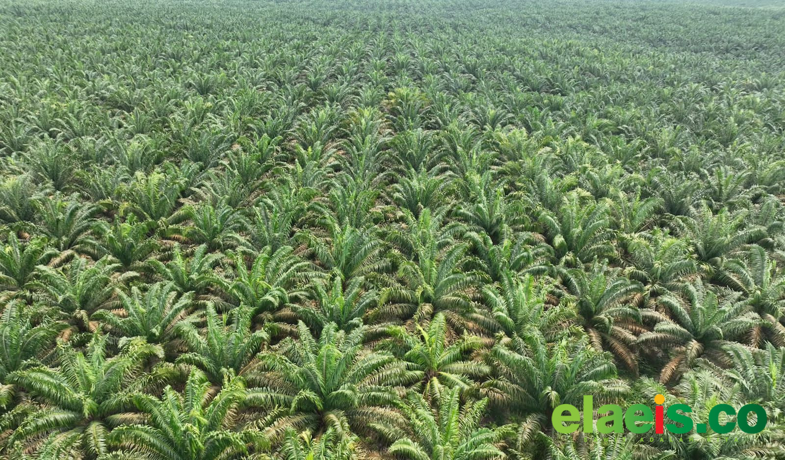 Narkoba, Penyebab Sawit Rakyat di Sumut Rentan Pencurian Terorganisir Disertai Kekerasan