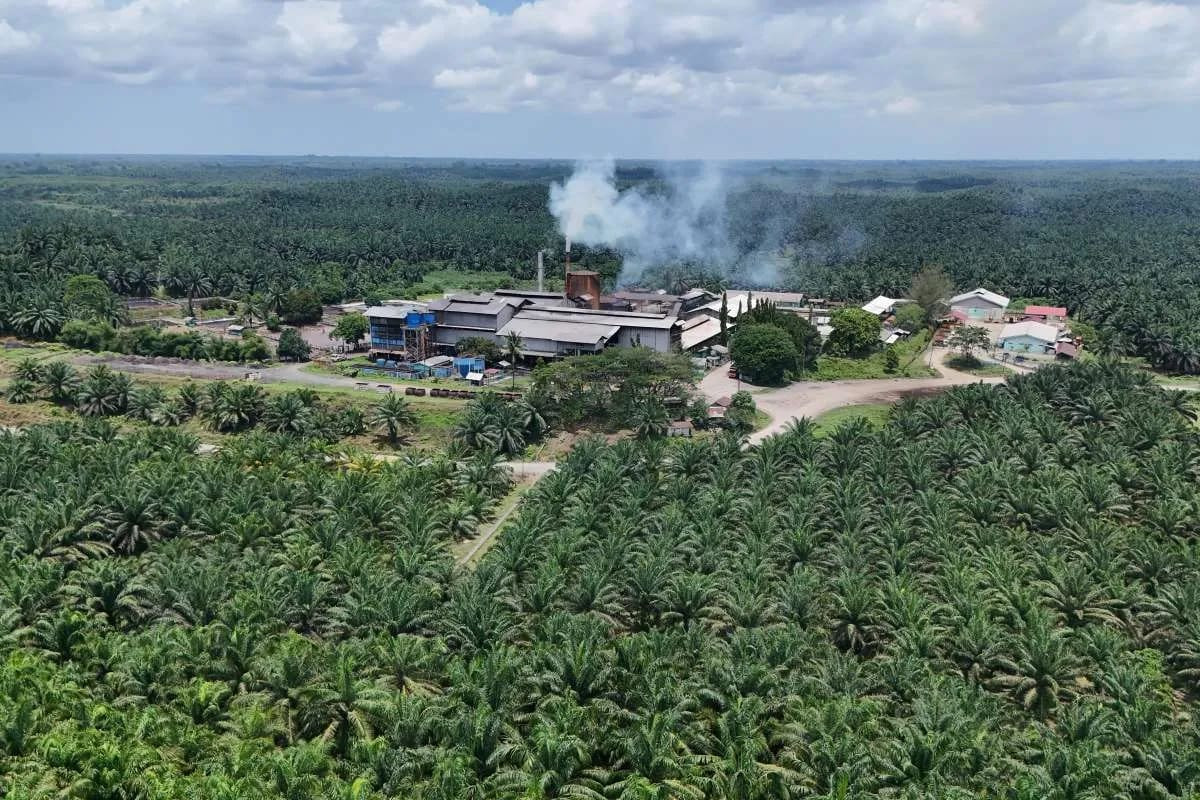 Dewan Minyak Sawit Malaysia Ramal CPO Tembus di Atas RM4.400 per Ton Juli 2026, Ini Pemicunya!