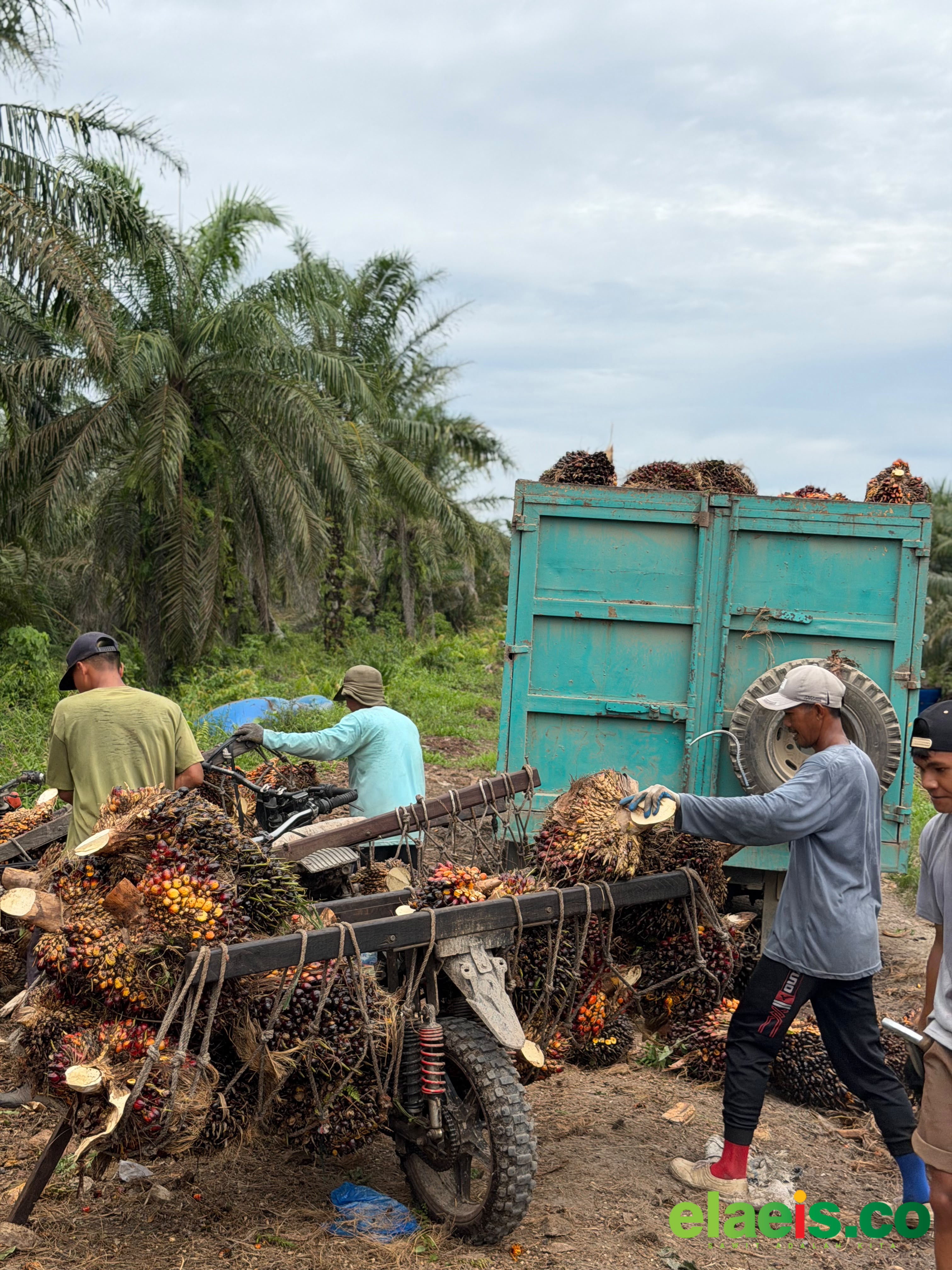 Turun Tipis, Harga Sawit Plasma Riau Dibeli Rp3.776,16/kg