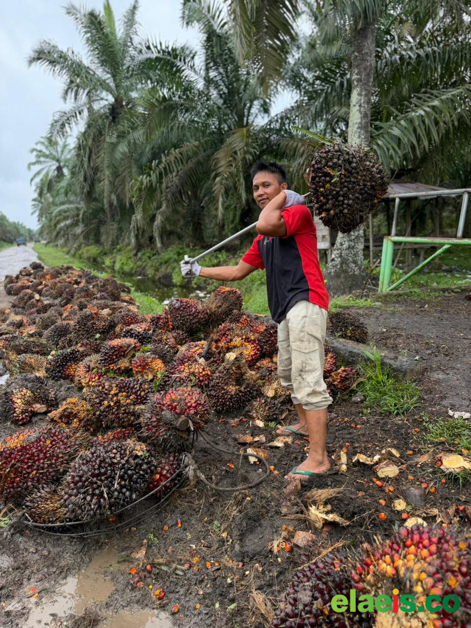 Harga Kelapa Sawit Swadaya di Sumut Rp2.800-Rp3.365/kg