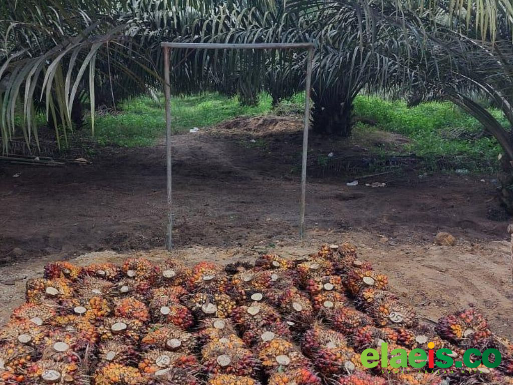 Pencurian TBS Sawit Kian Mengkhawatirkan, PTPN IV PalmCo Perkuat Pengamanan dan Soroti Dampak Narkoba