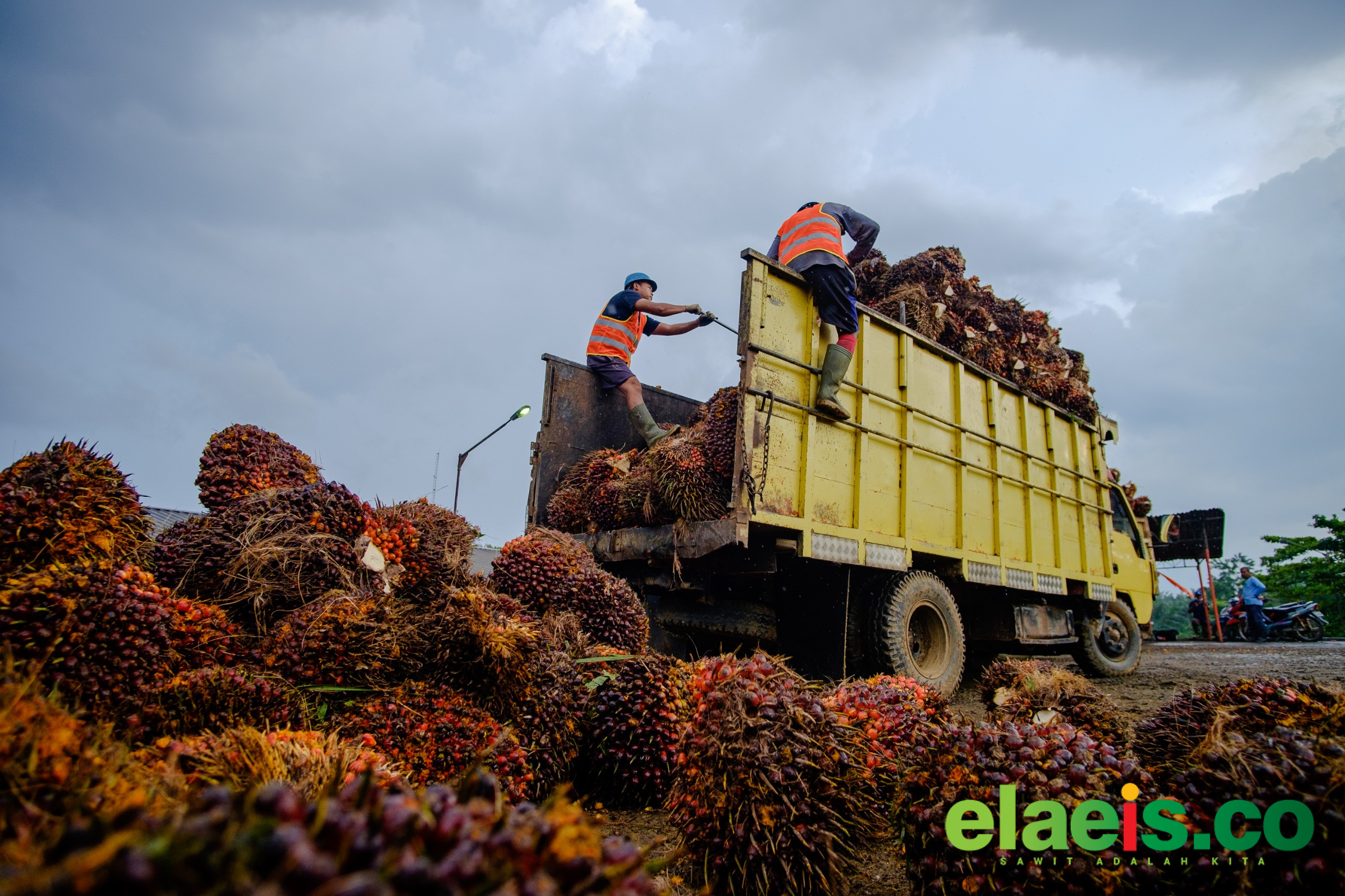 Produksi TBS PTPN IV Regional IV Jambi Lampaui Target RKAP 2026 hingga 116 Persen