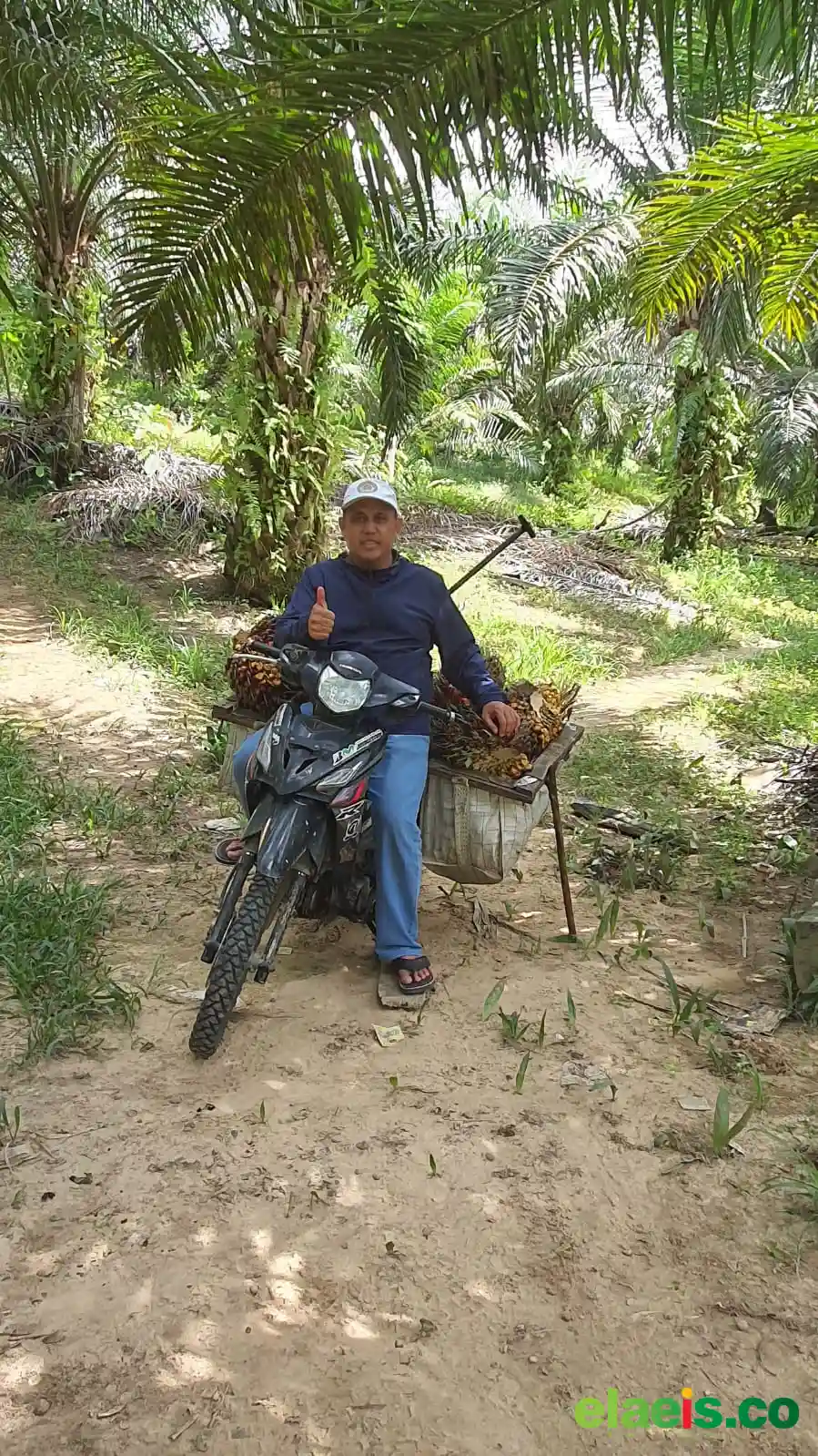 Petani Sambut Hangat Langkah Pemkab Kutim Jaring Investor Pamigo dan Biodisel