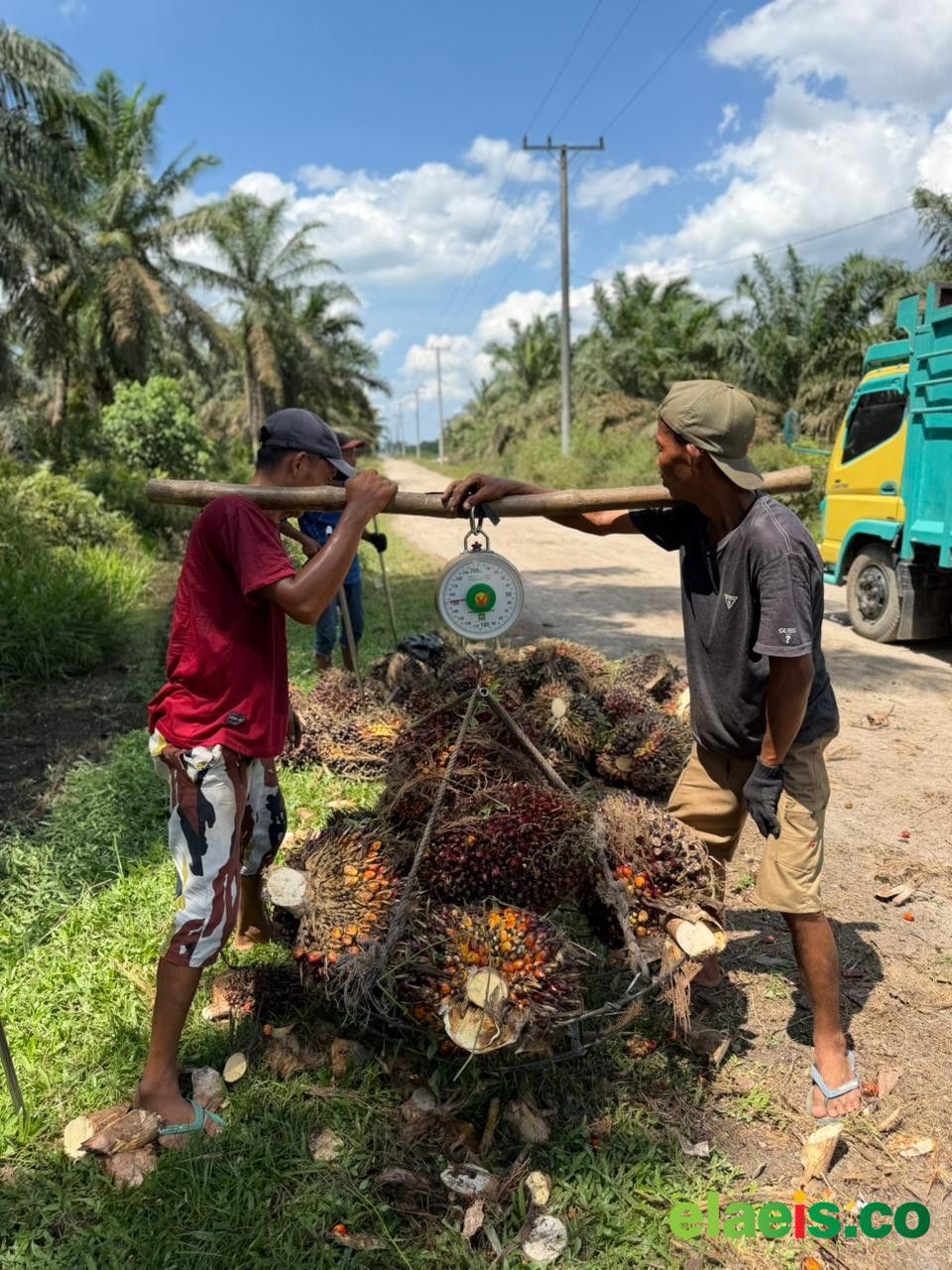 Tak Mau Kalah, Harga Sawit Swadaya Riau juga Naik Minggu Ini