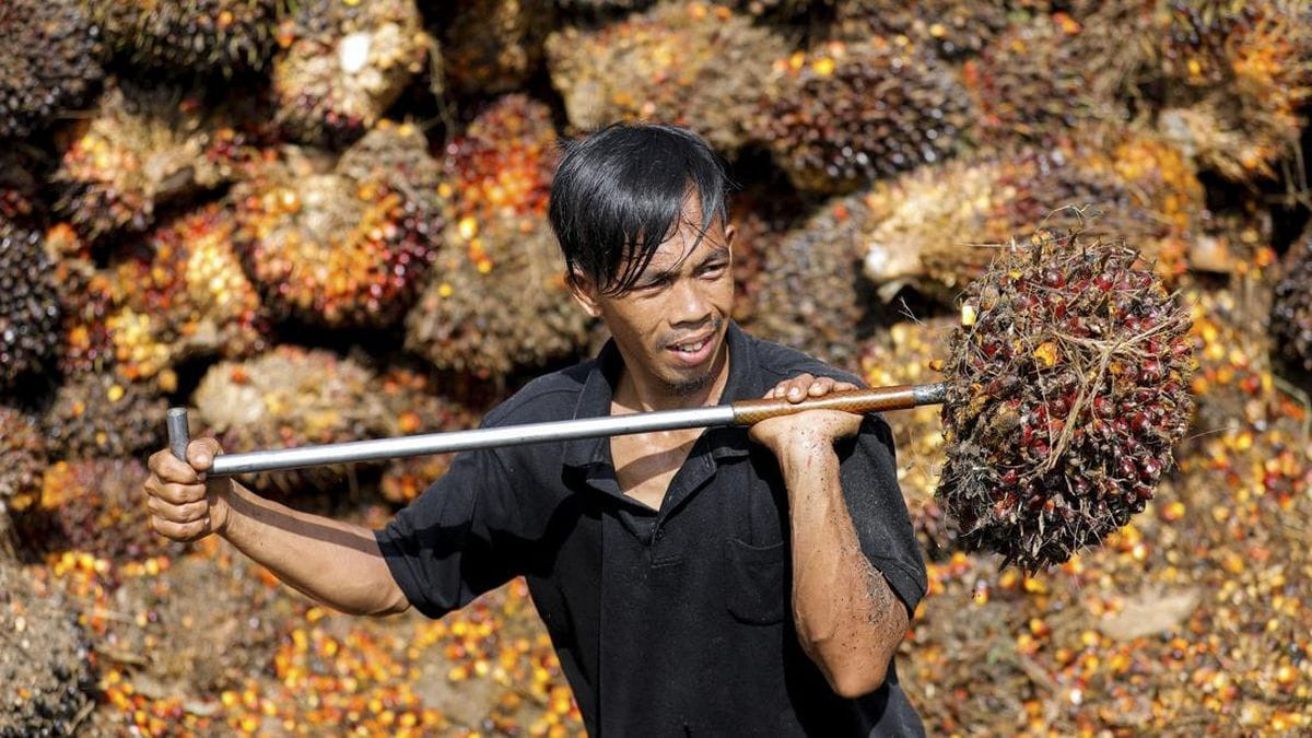 Sawit Indonesia Raja Dunia, Tapi Rendemen Petani Cuma 16 Persen, Apa yang Salah?
