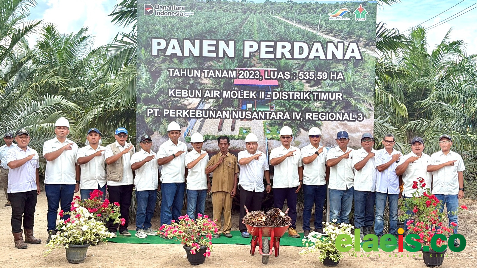 Tembus Usia 2,5 Tahun, Sawit Muda PTPN IV Regional III Catat Produksi di Atas Standar Nasional